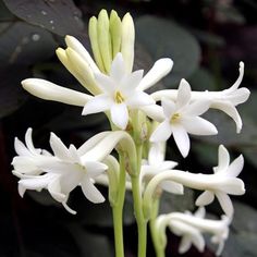 some white flowers with green stems in the background