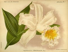 an illustration of two white flowers with green leaves on the bottom and yellow stamen