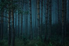 a dark forest filled with lots of tall trees