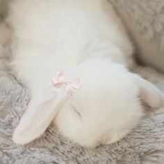 a small white rabbit with a pink bow laying on its back in a bed or sofa