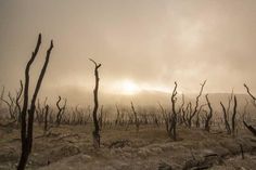 the sun shines through the foggy sky over dead trees in an arid area