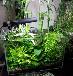 an aquarium filled with plants and water