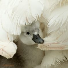 a close up of a bird with feathers on it's face