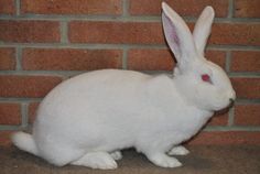 a white rabbit sitting in front of a brick wall