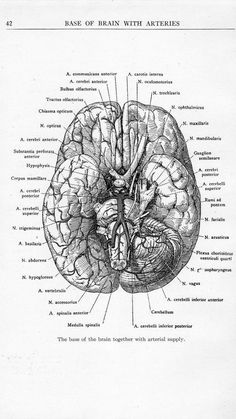 a diagram of the human brain and its major functions, including blood vessels in it