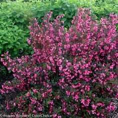 pink flowers are blooming in the garden