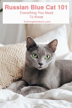 a gray cat laying on top of a bed next to a white pillow with the caption russian blue cat 101 everything you need to know