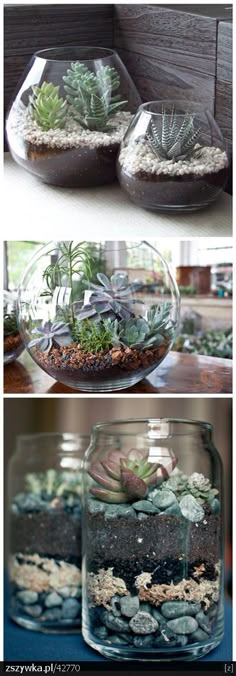 three different pictures of plants in glass vases with rocks and gravel on the bottom