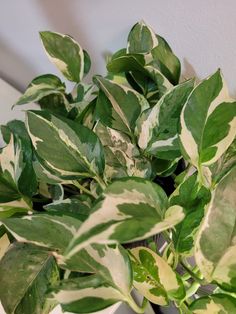 a potted plant with green and white leaves