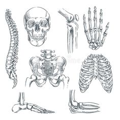 the human skeleton and its bones in black and white stock photo royaltyvectors