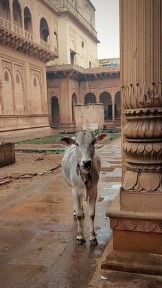 a cow is standing in the middle of an old building with columns and arches around it