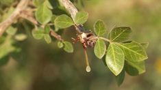 balm of gilead Balm Of Gilead, Third Temple, Seed Growing, Image Types, A Tree, Google Images, The Balm