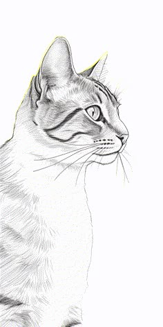 a pencil drawing of a cat looking off to the side with its eyes wide open