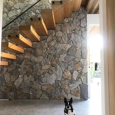 a black and white dog sitting on the floor in front of a stone wall with stairs