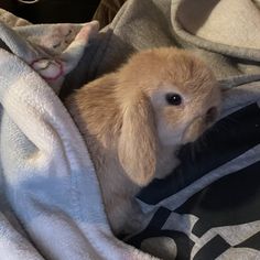 a baby bunny is wrapped up in a blanket