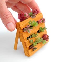 a hand is picking up small succulents from a miniature wooden rack on a white background