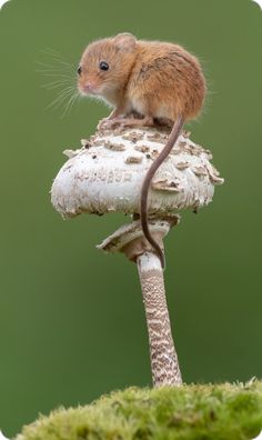 a small rodent sitting on top of a mushroom