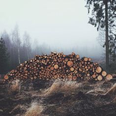 a pile of logs sitting on top of a grass covered field next to tall trees