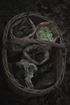 a basket filled with different types of food on top of leaf covered ground next to trees