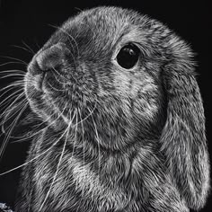 a black and white drawing of a rabbit