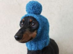 a small black and brown dog wearing a blue knitted hat