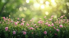 pink flowers are growing in the middle of green grass with sunlight shining through the trees