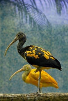 two yellow and black birds sitting on top of a tree branch next to each other