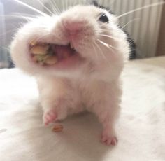 a white and black hamster eating some food