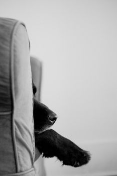 a dog is peeking over the back of a chair with its paw on the armrest