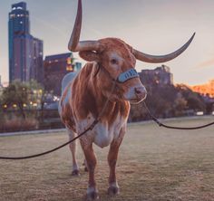 a cow tied to a rope in front of a city skyline