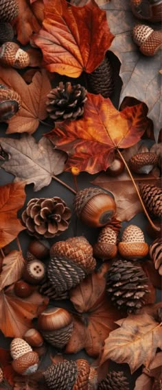 Mabon Aesthetic Wallpaper, Fall Iphone Home Screen, Hd Fall Wallpaper, Mabon Aesthetic, Thanksgiving Phone Wallpaper, Fall Wallpapers Aesthetic, Aesthetic Fall Photos, Iphone Fall Wallpaper, Phone Wallpaper Fall