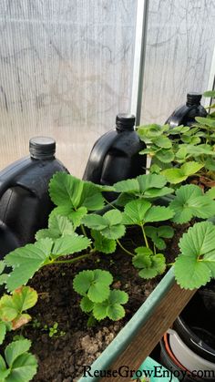 several black water bottles and plants in a greenhouse