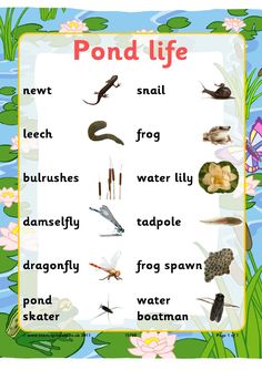 the pond life poster is shown with different types of animals