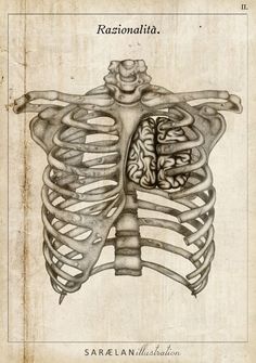 an old book with a drawing of a human torso and rib - caged ribs