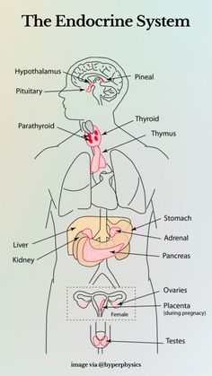 an image of the endocine system