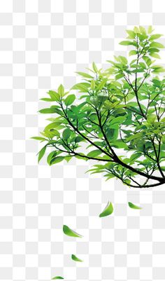 a green tree with leaves flying in the wind, hd png and psd