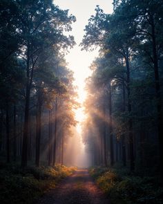 the sun shines through the trees into a forest path that is surrounded by tall, green and leafy trees