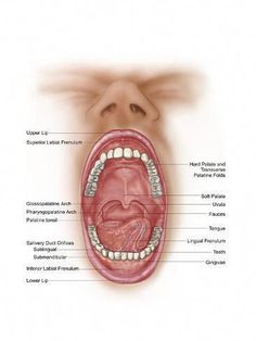 Anatomy of Human Mouth Cavity Art Print. Find art you love and shop high-quality art prints, photographs, framed artworks and posters at Art.com. 100% satisfaction guaranteed. Anatomy Of Human, Human Tongue, Human Mouth, Soft Palate, Human Teeth, Tongue Health, Backyard Greenhouse, Lower Lip