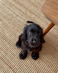 a small black dog sitting on top of a rug next to a wooden table and chair