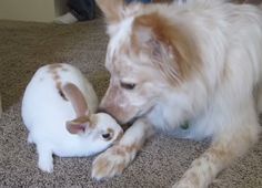 a dog playing with a rabbit on the floor