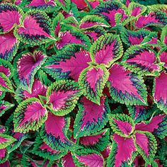 purple and green leaves on a plant in the garden