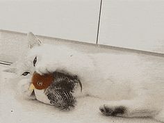 a cat laying on the floor with a toy in it's mouth next to a door