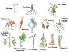 an image of plants and their roots in spanish language, with caption for each plant