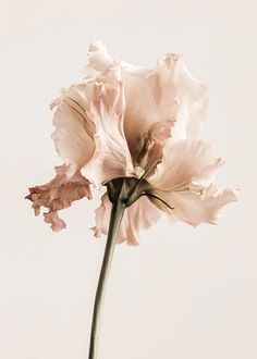 a pink flower in a vase on a table