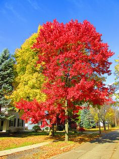 a tree with red leaves on it in the middle of a sidewalk next to a trash can