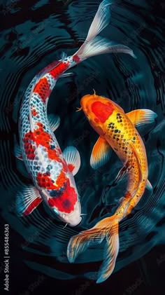 two koi fish swimming in the water