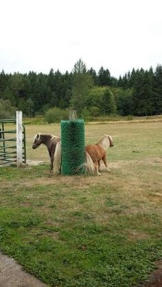 two ponies are standing in the grass near a green fence and some tall trees