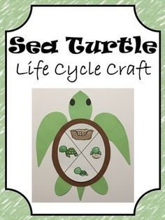 sea turtle life cycle craft for kids