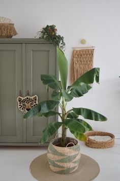 a potted plant sitting on top of a rug next to a cabinet and basket