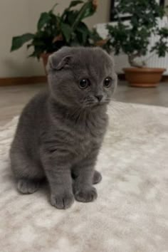 a small gray kitten sitting on top of a white rug